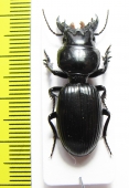 Carabidae sp.  Angola - INSECTS-STORE.RU