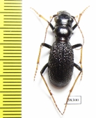 Megacephala atrospinosa valentinai (Dementiev & Gage, 2022), female  Zambia - INSECTS-STORE.RU