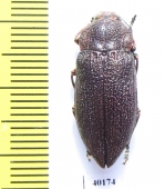 Pseudoperotis subrugosus  Namibia - INSECTS-STORE.RU