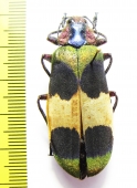 Chrysochroa corbetti, female  Thailand - INSECTS-STORE.RU