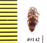 Hypulus bifasciatus  Poland - INSECTS-STORE.RU