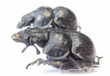 Lethrus korzhinskii, pair  Tajikistan - INSECTS-STORE.RU