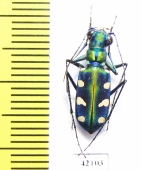 Cicindela batesi  Taiwan - INSECTS-STORE.RU