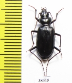 Nebria mniszechi, female  Georgia - INSECTS-STORE.RU