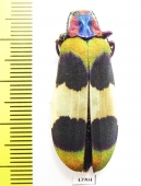 Chrysochroa corbetti, female  Thailand - INSECTS-STORE.RU