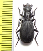 Triaenogenius sp.  Namibia - INSECTS-STORE.RU