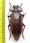 Opisognathus forficatus, female  Morocco 60mm - INSECTS-STORE.RU