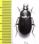 Brachyodes sp.  Namibia - INSECTS-STORE.RU