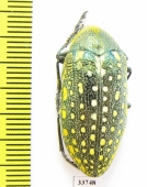 Julodis aequinoctialis ssp.  Morocco - INSECTS-STORE.RU