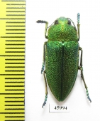 Perotis unicolor igniventris  Morocco - INSECTS-STORE.RU