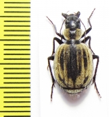 Graphipterus obliteratus obliteratus  Namibia - INSECTS-STORE.RU