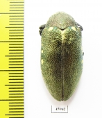 Julodis bleusei  Morocco - INSECTS-STORE.RU