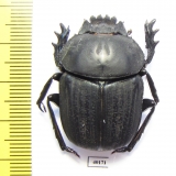 Kheper sp.  Namibia - INSECTS-STORE.RU