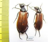 Lydus sp.  Jordan - INSECTS-STORE.RU