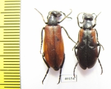 Lydus sp.  Jordan - INSECTS-STORE.RU