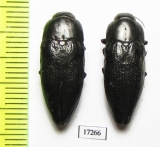 Sphenoptera glabrata  Azerbaijan - INSECTS-STORE.RU