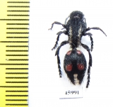 Mutillidae sp.  Chile - INSECTS-STORE.RU