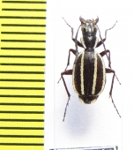 Graphipterus lugens  Namibia - INSECTS-STORE.RU