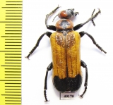 Meloidae sp.  Togo - INSECTS-STORE.RU