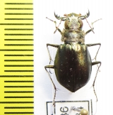 Eurymorpha cyanipes, female  Namibia - INSECTS-STORE.RU