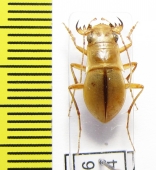 Platychile pallida, male  Namibia - INSECTS-STORE.RU