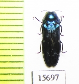 Coraebus sp.  Laos - INSECTS-STORE.RU