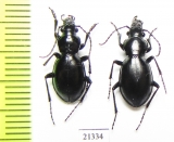 Carabus (Cyclocarabus) mniszechi, pair  Kazakhstan - INSECTS-STORE.RU