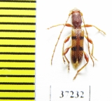 Cerambycidae sp.  South Africa Rep. - INSECTS-STORE.RU