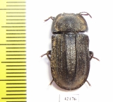 Tenebrionidae sp.  Australia - INSECTS-STORE.RU