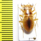 Platychile pallida, female  Namibia - INSECTS-STORE.RU