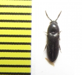 Eucnemis capucina  Belorussia - INSECTS-STORE.RU