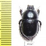 Phelotrupes sp.  Pakistan - INSECTS-STORE.RU