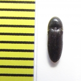 Eucnemis zaitzevi  Belorussia - INSECTS-STORE.RU