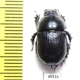 Phelotrupes sp.  Pakistan - INSECTS-STORE.RU