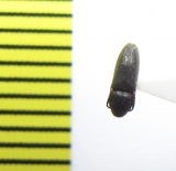 Hylis olexai  Russia, Moscow reg. - INSECTS-STORE.RU