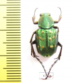 Epitrichius elegans  Taiwan - INSECTS-STORE.RU