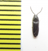 Microrhagus lepidus  Belorussia - INSECTS-STORE.RU