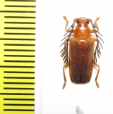 Rhachicolus christatus, male  Venezuela - INSECTS-STORE.RU