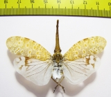 Pyrops oculata  Indonesia, Sumatra - INSECTS-STORE.RU