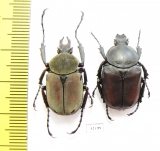 Dicronocephalus yui yui, pair  Taiwan - INSECTS-STORE.RU