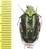 Eumacronota ludekingi  Indonesia, Sumatra - INSECTS-STORE.RU