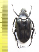 Plectrone borneensis  Indonesia, Sumatra - INSECTS-STORE.RU