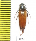 Cebrio suturalis  Spain - INSECTS-STORE.RU