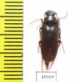 Cebrio andalusicus  Spain - INSECTS-STORE.RU