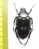 Plectrone borneensis  Indonesia, Sumatra - INSECTS-STORE.RU