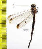 Ascalaphidae sp.  Sierra Leone - INSECTS-STORE.RU