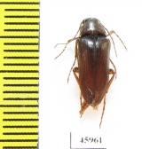 Cebrio andalusicus  Spain - INSECTS-STORE.RU