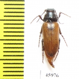 Cebrio amorii  Spain - INSECTS-STORE.RU