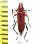 Synaptola nitidipennis  Tanzania - INSECTS-STORE.RU