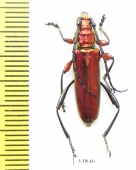 Synaptola nitidipennis  Tanzania - INSECTS-STORE.RU